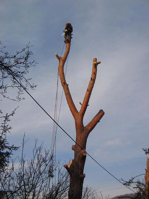 Rizikové kácení stromů, kácení stromů, prořezávání stromů, řez stromů